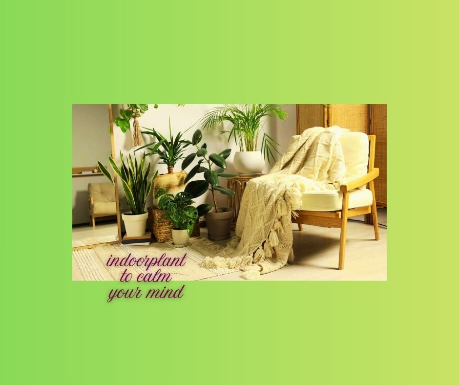 indoor plant for aesthetic living